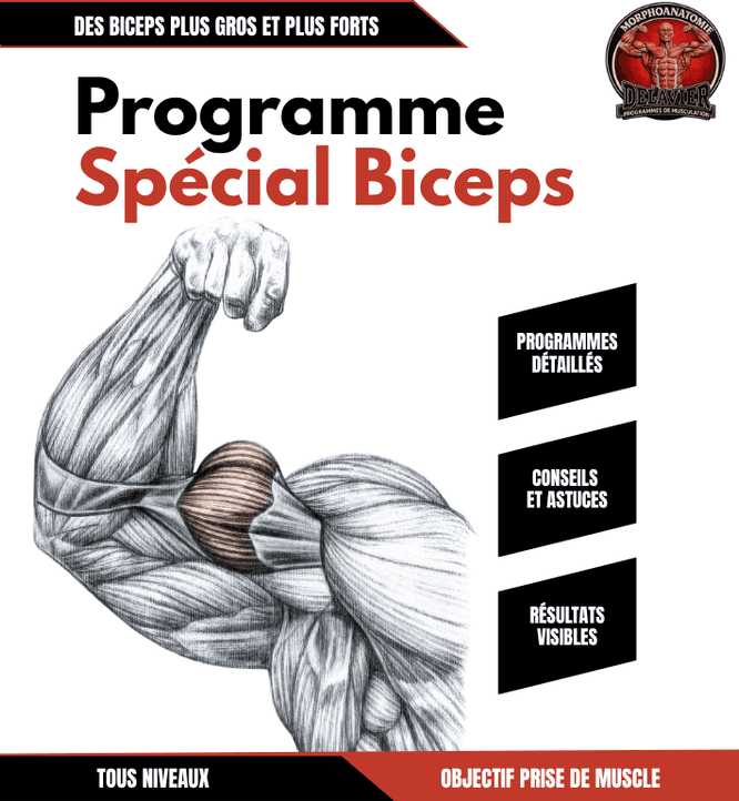 Programme spécial biceps